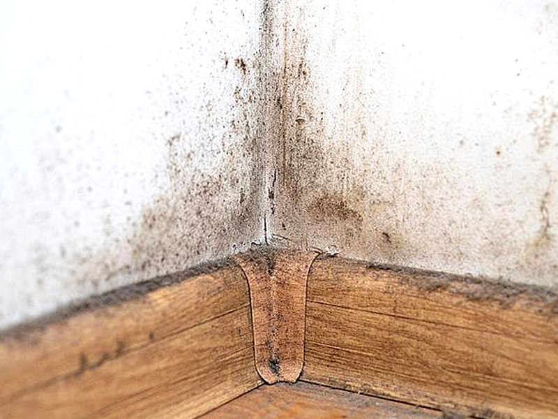 Warum bildet sich auf meiner Fußleiste Schimmel?